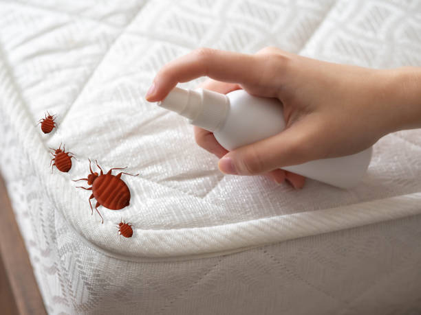 Best Termite Control Services  in North Canton, OH